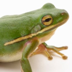 Green Tree Frog